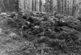 Södra gravkumlet vid Västanlid Riseberga i Edsberg, 1964