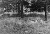 Gravfält från järnåldern i Enebuskabacken i Almby, 1964