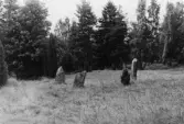 Bautastenar vid Skävesund i Glanshammar, 1964