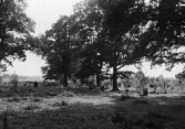 Ädellövskog bestående av ek och hassel utmed vägen mellan Göksholm och Stora Mellösa kyrka, 1964