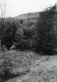Skog vid förkastningsbrant i Klockhammar neadanför Ullavi Klint, 1964