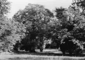 Naturreservatet Herrfallsäng i Hallsberg, 1964