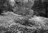Klapperstensfält nedanför Ullavi klint i Kilsbergen i Närkes kil, 1964
