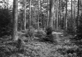 Tallskog i Mark i Almby, 1964