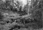 Skog med stenblock av morän söder om fornborgen vid Tarsta berg i Sköllersta, 1964