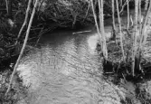 Bjurbäcken vid Filipshyttan i Tysslinge, 1964