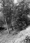 Bäckslänt vid Klockhammar i Närkes Kil, 1964