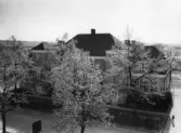 Almby västra skola dold bakom blommande träd, 1950-tal