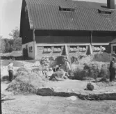 Gudsberga kloster, Husby socken. Korpartiet med altaret och pelarfundament i koromgången övertäckes med halm vid grävningens slut i juli månad 1959.