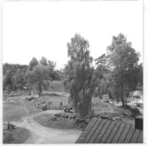 Gudsberga kloster, Husby socken. Undersökningen av Gudsberga klosterruin påbörjades den 10 juni 1959. Bild visar en av de första grävningsdagarna. Arbetet började med schaktning innanför den södra muren.