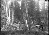 En grupp skogstjänstemän eller 