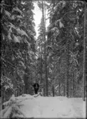 En man på en snöklädd skogsstig, omringad av träd. Tidigt 1900-tal.