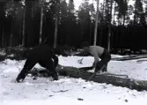 Män med såg delar fallet träd.