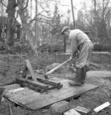 Reportage från Furuvik. Den 26 april 1950