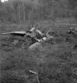 Flygolycka vid Ockelbo. Den 31 juli 1951