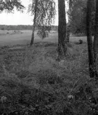 Köping sf Norsa RAÄ 131 Platsen för grav 1 undersökt 1964 av E. Nordahl