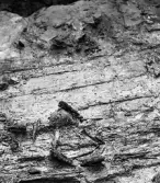 Köping sf Norsa RAÄ 131 Grav 1 undersökt hösten 1964 av E. Nordahl