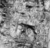 Köping sf Norsa RAÄ 131 Grav 1 undersökt hösten 1964 av E. Nordahl