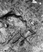 Köping sf Norsa RAÄ 131 Grav 1 undersökt hösten 1964 av E. Nordahl