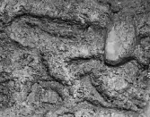 Köping sf Norsa RAÄ 131 Grav 1 undersökt hösten 1964 av E. Nordahl