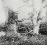 Man stående på en sten mellan två stora ekar