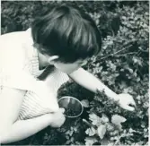 Torborg plockar blåbär