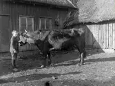 Pojken Ernst Johansson på Normanstorp i Gällared med gårdens oxe ute på gårdsplan i vinkeln mellan ekonomibyggnaderna.