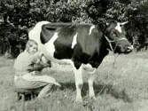 Mjölkning. Flicka sitter på mjölkpall utomhus och mjölkar en ko i hagen. Troligen i Gällared där fotografen bodde.