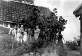 Bild tagen hos Gunnar Karlsson i Nytorp, Lindberg omkring 1950. Två män håller på att arrangera ett stöd för de höga solrosorna vid byggnaden av murad natursten. En man kikar fram mellan stjälkarna. Ett par kvinnor och tre barn står vid blommorna och en kvinnas arm ses peka vid husknuten till höger.