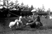 Gunnar Karlsson i Nytorp, Lindberg, sitter på huk i kostym och slips och matar några gårdsgäss. Omkring 1950. I bakgrunden ses en stor gåsflock. Fotografen flyttade med sin fru till Barnabro i Lindberg 1938.