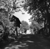 Bodar som tillhörde Häljaryds Nedergård i Tenhult, där Centrumvägen nu går. De revs år 1947. Senare låg Posten och Länssparbanken där.