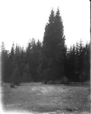 Tvillinggranarna, Fältestommen