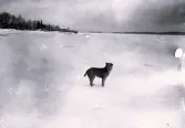 Foto av en hund ute på en snötäckt havsvik. Bildtext i album: 