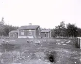 Foto av lantlig bild med får och bostadsbyggnad. Bildtext i album: 