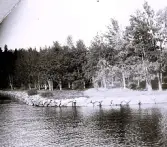 Foto av Holmen(enligt bildtext i album), Norrlandet, Gävle kommun