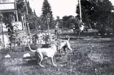 Foto av två hundar på gården vid sommarvillan Gröndal, Norrlandet. Bildtext i album: 