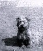 Foto av en hund på gårdsplanen. Bildtext i album: 