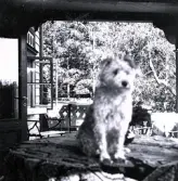 Foto av hund som sitter på bordet. Bildtext i album: 