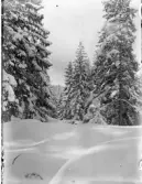 Dals Rostock. Vintermotiv