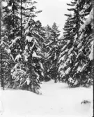 Dals Rostock. Vinterbild