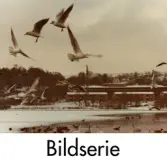 Serie om två fotografier som visar Stensjön i Mölndal, vintern 1981.