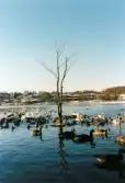 Fågelliv vid Stensjön i Mölndal, januari 2000.
