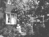 Fru Anna Johansson i trädgården till 