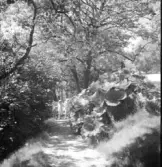 Efter uppgift skall bilden vara tagen i Falkenberg och då troligen i Doktorspromenaden.