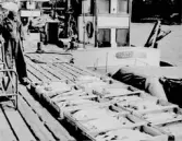 Gunnar Bengtsson Föreståndare på Fbg:s Fisk tog detta kort den 12 juli 1965. Rekordfångst av laxar = 172 st. Det bör Gunnar veta eftersom han handlat med fisk sedan Fbg:s Fisk bildades 1945. Fiskaren till vänster på bilden , som tagit upp fångsten i Fbg: fisk egna laxgårdar utmed kusten är Gustaf Johansson, 