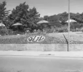 Kafé Rosengården (Skansen). Planteringen är tillägnad SGU, Sveriges Godtemplares Ungdomsförbund.