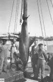 Tumlare som vid makrillfiske på FG 8 Vesta i maj 1936 snodde in stjärten i garnen. Ur Textkompletering, Erik Kylén, 1991