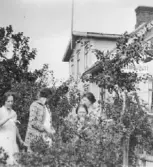 Fotot gåva av Ingeborg Hellberg Torggatan 6 D 311 31 Falkenberg.  Hilma Kronvall nere t h.  Text på baksidan av fotot : den 28 augusti 1927 Kronwalls trädgård