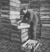 Packning av makrill i fisklådor vid Gustaf Johanssons fiskpackeri.