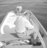 En sommar gäst sittande med ryggen åt kameran och rensar fisk. Han sitter i en träeka, Crecent utombordare på akterspegeln. På durken nyfångad fisk.
